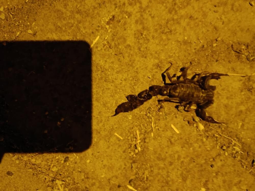 Köy halkı tedirgin! Evlere kadar girdiler