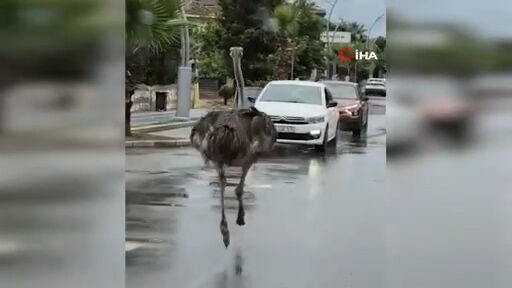 {2 A1309 E D 6 B D8 4944 B17 B 07 F680 E7648 D}.Mp4.00 00 20 23. Still002